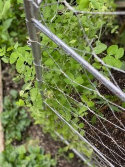 Chicken Wire Pea Trellis -Green Works Shop 8612718 7312