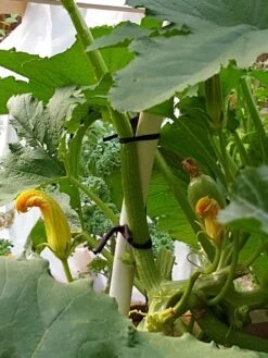 Farmyarn® Multipurpose Garden Tie, 2 Pack -Green Works Shop 8612948 01v