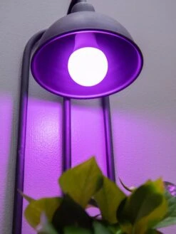 Kira Grow Light Hanging Planter -Green Works Shop 8613232 5663
