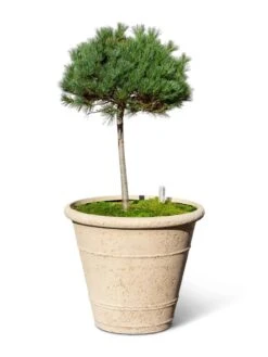 Self-Watering LavaStone® Anson Pot -Green Works Shop 8613256 0138