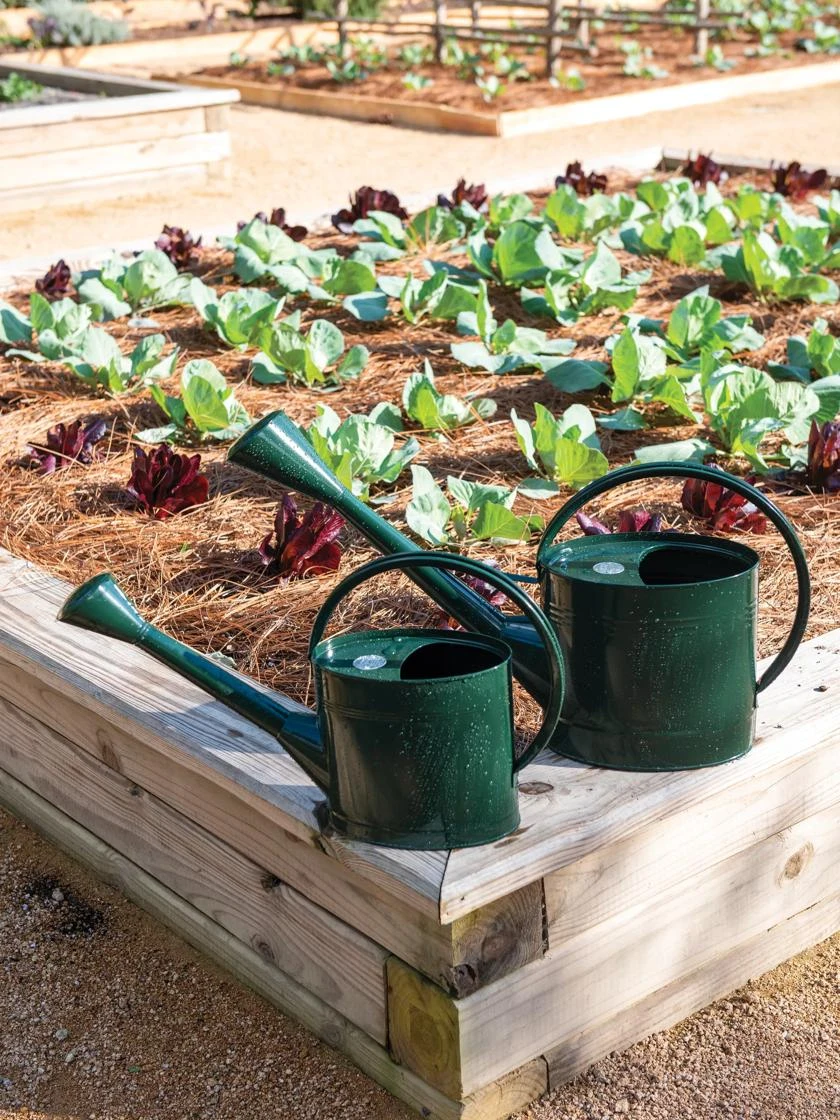 Long Reach Watering Can, Medium 4 Long Reach Watering Can, Medium - Image 2