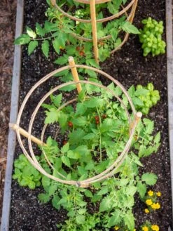 Bamboo Tomato Cages, Set Of 3 -Green Works Shop 8613426 6921