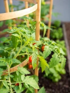 Bamboo Tomato Cages, Set Of 3 -Green Works Shop 8613426 6934