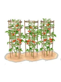 Bamboo Tomato Cages, Set Of 3 -Green Works Shop 8613426 art