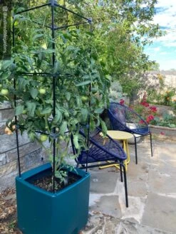 Oasis Self-Watering Tomato Planter With Trellis -Green Works Shop 8613440 01IN