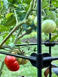 Oasis Self-Watering Tomato Planter With Trellis -Green Works Shop 8613440 01TEST