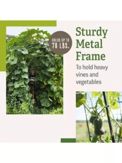 Titan Squash Tunnel 13 Titan Squash Tunnel -Green Works Shop B07932DMCR plantsupport benefits 2