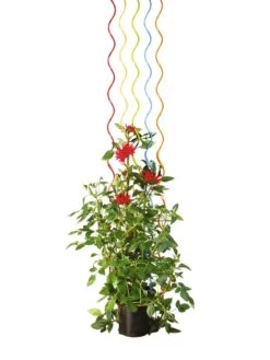 Rainbow Spiral Supports, Set Of 5 -Green Works Shop GS36377 03S tif
